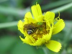 Sweat bee inside hawkweed!