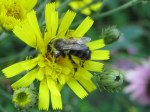 Bumblebee on hawkweed.