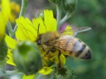 Honeybee on hawkweed