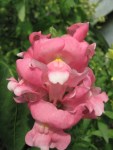 Pink Snapdragon
