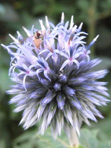 Surprise! A fly on thistle, too.
