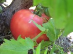 Mystery tomato