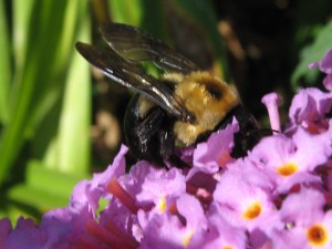 Eastern Carpenter Bee