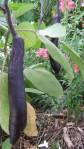 Chinese eggplant growing normally