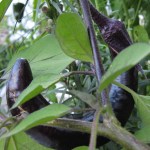 Chinese Egglant growing full circle