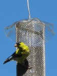 Goldfinch on nyjer feeder