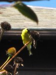 Goldfinch on coneflower seedhead