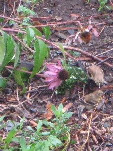Two hungry goldfinches