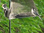 Woodpecker and chickadee