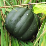 Volunteer acorn squash