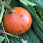 Mystery squash remains a mystery