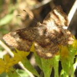 Butterfly in dappled light
