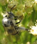 Gray bee on desert broom