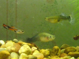 guppies_081210
