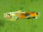 guppy_081207