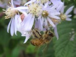 Honeybee on aster