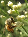 Honeybee on desert broom