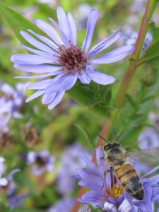 Hard-working honeybee