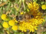 Honeybee on goldenrod