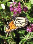 Monarch butterfly