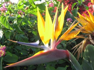Bird of Paradise