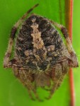 Resting orb weaver spider
