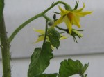 Tomato still flowering hopefully