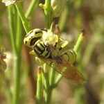 Mystery bug on desert broom