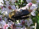 xylocopa_aster_081011 Carpenter bee on aster