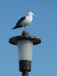 The ubiquitous seagull