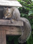 Squirrel on the feeder