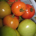 Tomatoes ripening indoors