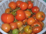 More reddening tomatoes