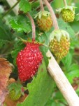 alpine_berry_080830 Alpine strawberry