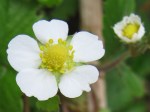 alpine_flower_080830 Alpine strawberry flower