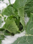 Collard greens in a dusting of snow