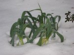 Leeks enjoying the melting snow