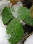 leaf_snow_081217 Alpine Strawberry leaves in the snow