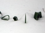 Leeks poking though the snow
