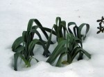 Leeks emerging from the snow