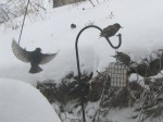 Starlings swooping in on the feeders