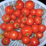 Bowl of tomatoes