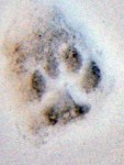 Catprint in snow