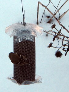 Goldfinch in winter plumage