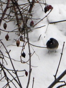 Junco on the snow
