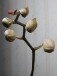 Orchid in bud