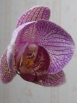 Orchid flower opening