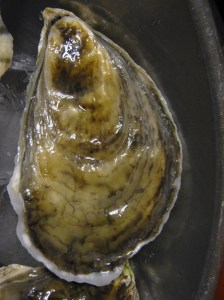 oyster_090130 Duxbury oyster