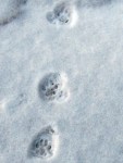 Cat prints in snow