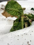 collards_090211 Collards broken by snow